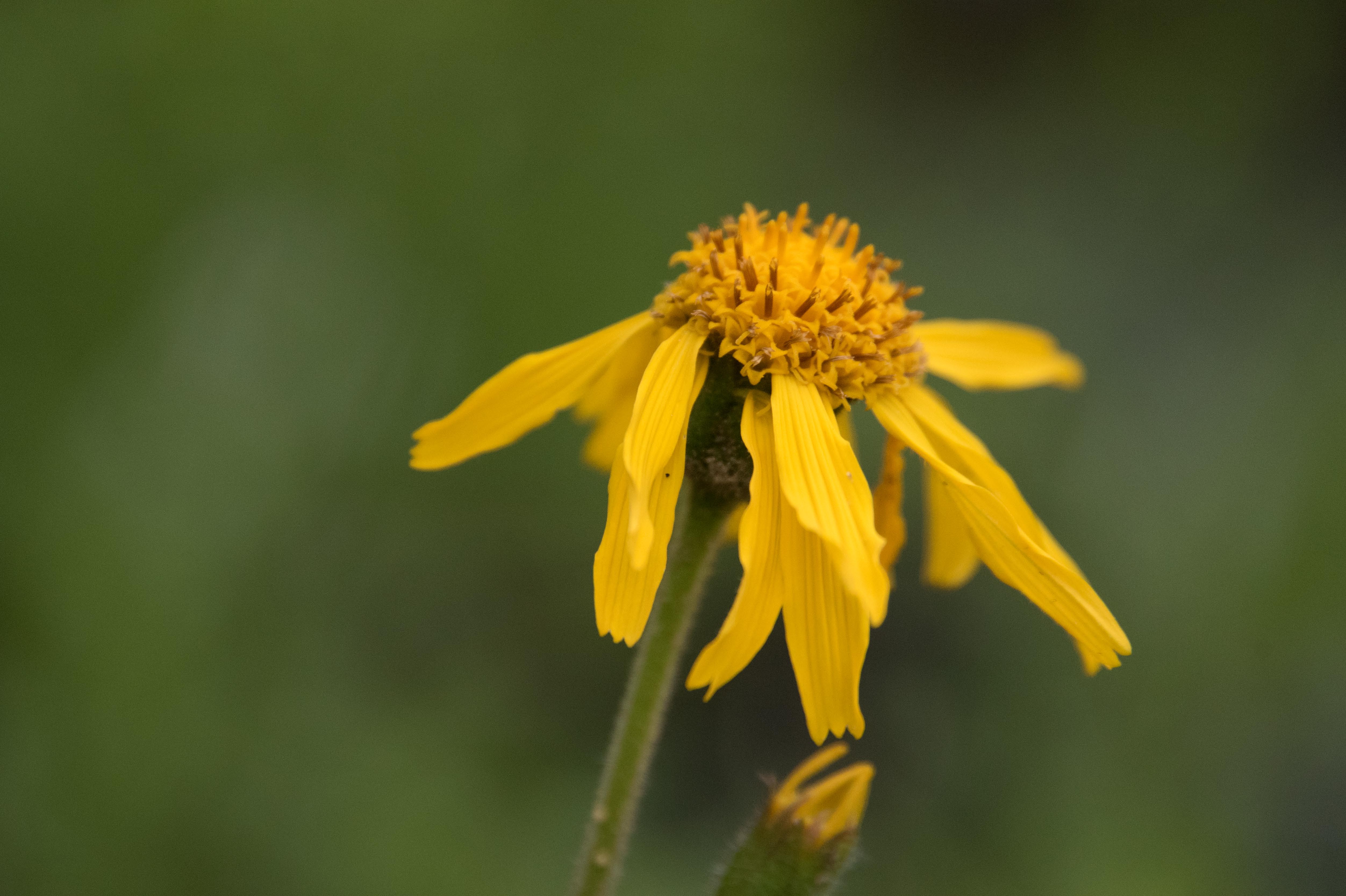 Arnica montanaValkruid, Wolverlei bestellen